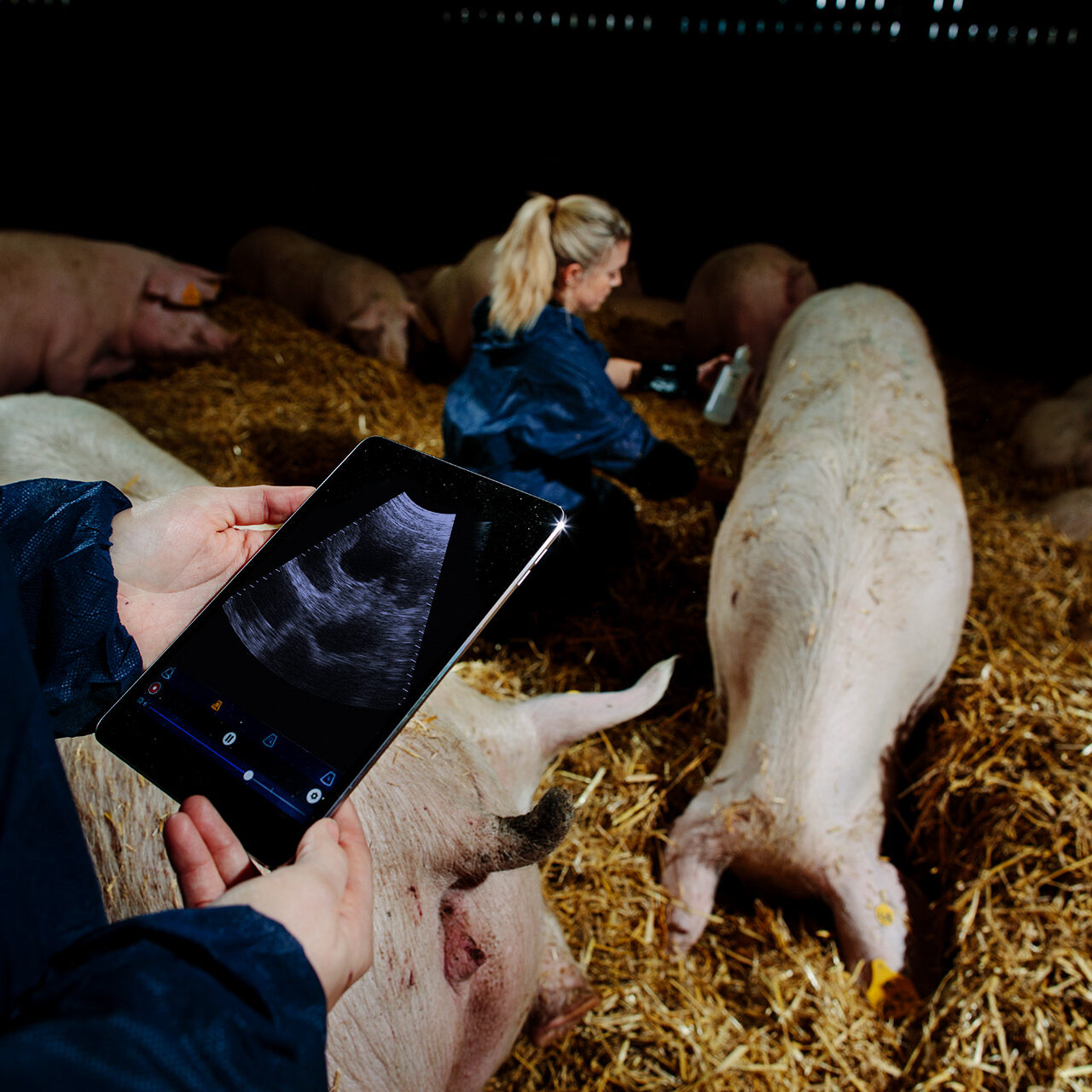 Early pregnancy scanning at sows
